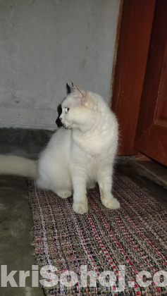 Turkish angora